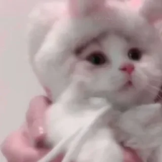 😺
