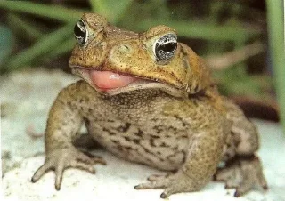 😛