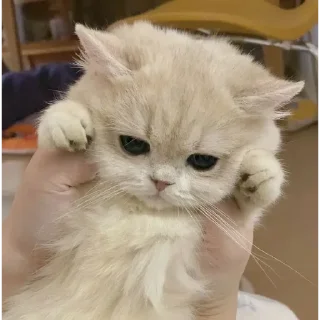 😡