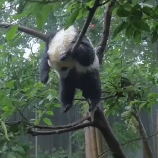 🐼