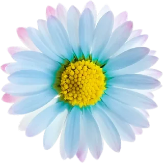 🌼