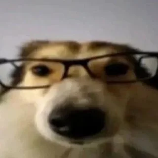 🐶