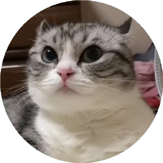 😺
