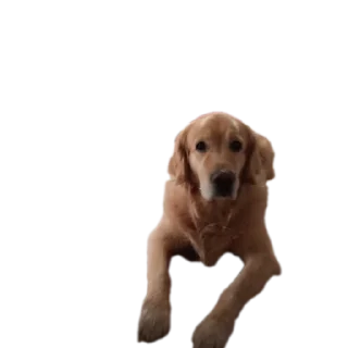 🐶