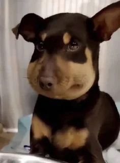 🤩
