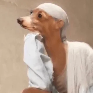🐶