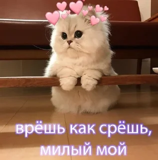 🐱