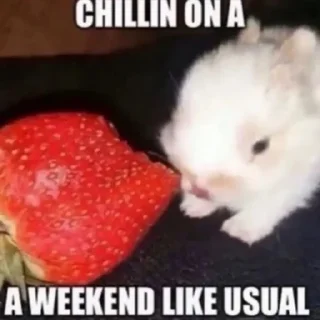 🤪