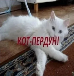 🐱