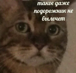 🗿