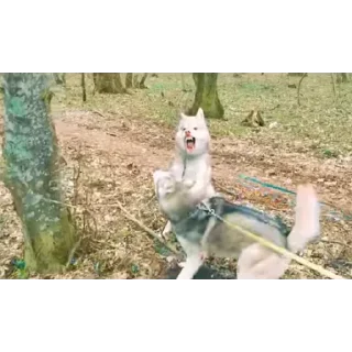 👍