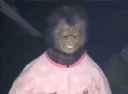 monkeks