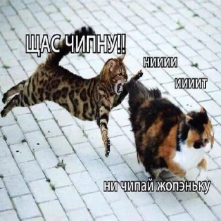 🐈