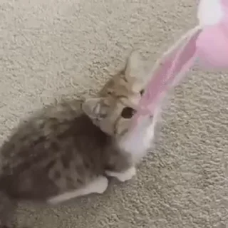 😺