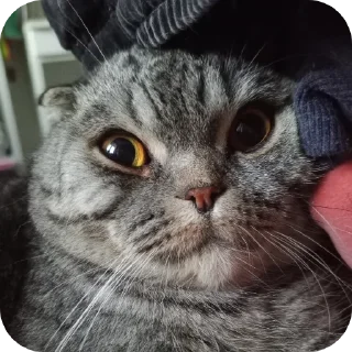 🐱