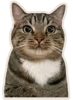 Kucing 🐈🐈🐈 @Anak_kucing_stiker