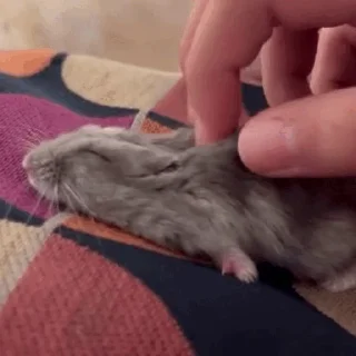 🐹