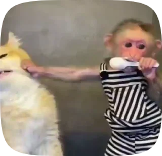 🐒
