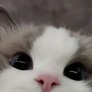 😸