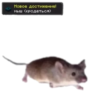 🐭