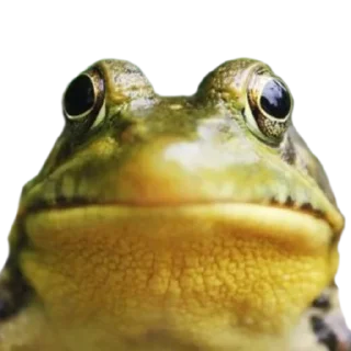 🐸