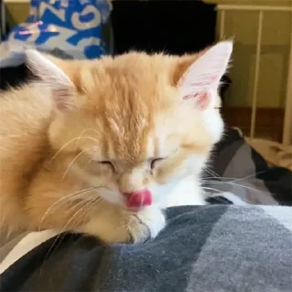 👅