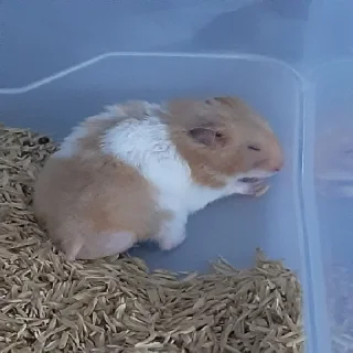 🐹