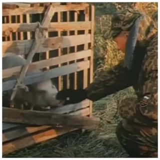 🐷