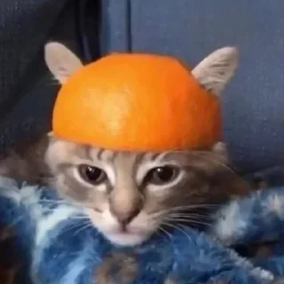 🍊