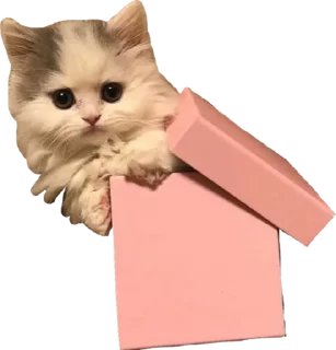 🎁