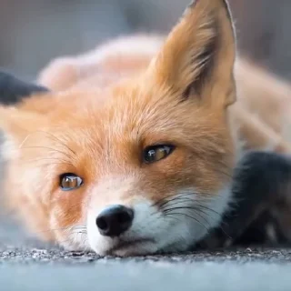 🤩