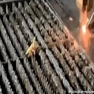🦗