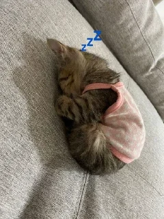 💤