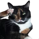 🐈