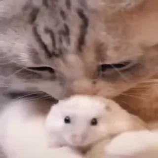 🐾