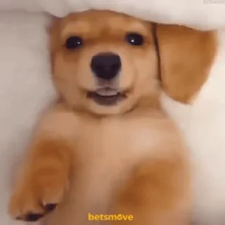 🐶