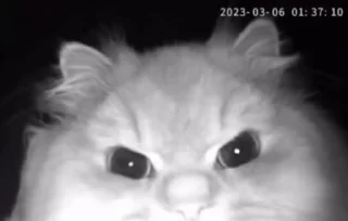 🐱