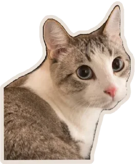 🐈