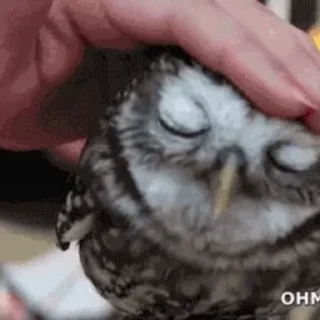 💤