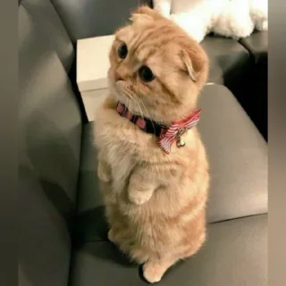 🐈