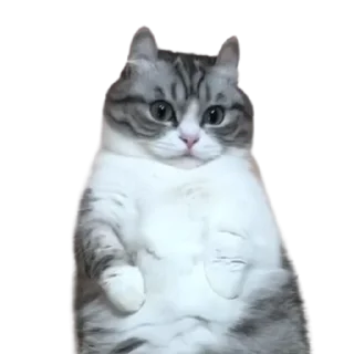 😺