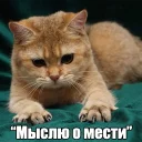 😼