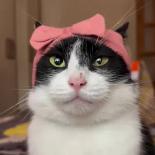 🐾