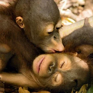 🐒