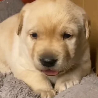 🐩