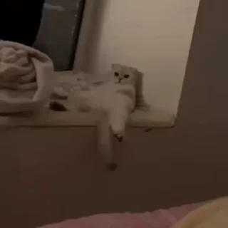 🐾