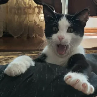 🐈