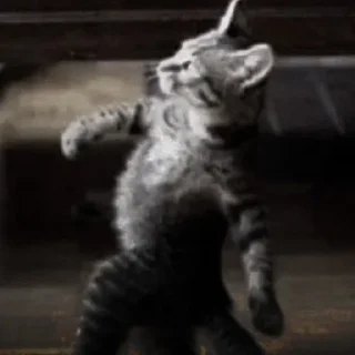 🐈‍⬛