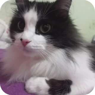 🐱