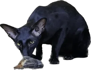 😈